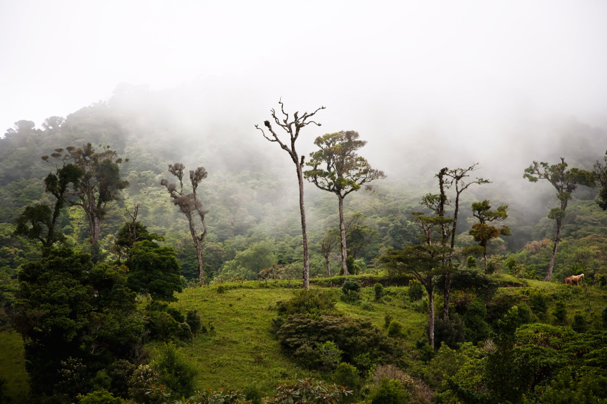 Where Is Monteverde Cloud Forest?