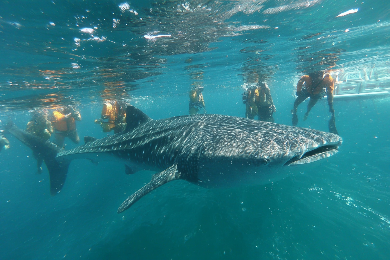 Oslob Whale Shark Watching