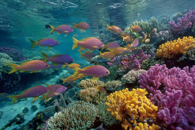 Apo Island Snorkeling Guide