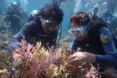 Apo Island Eco-tourism Experiences