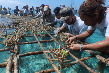 Apo Island Sustainable Tourism