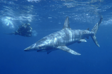 Malapascua Diving Spots
