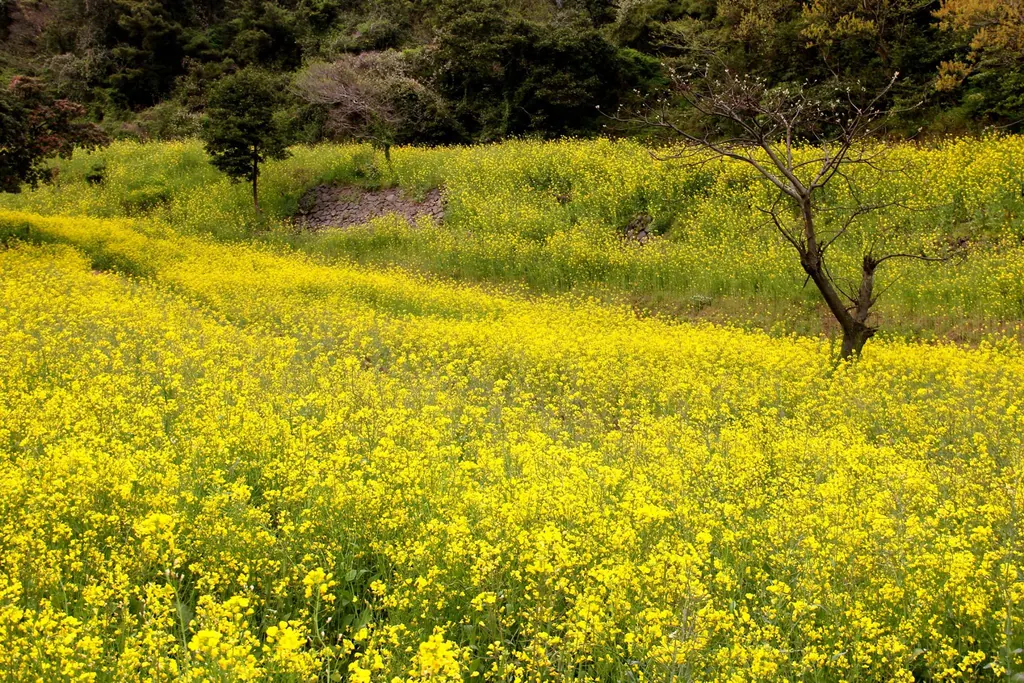 A hillside covered in yellow canola flowers on Jeju Island
