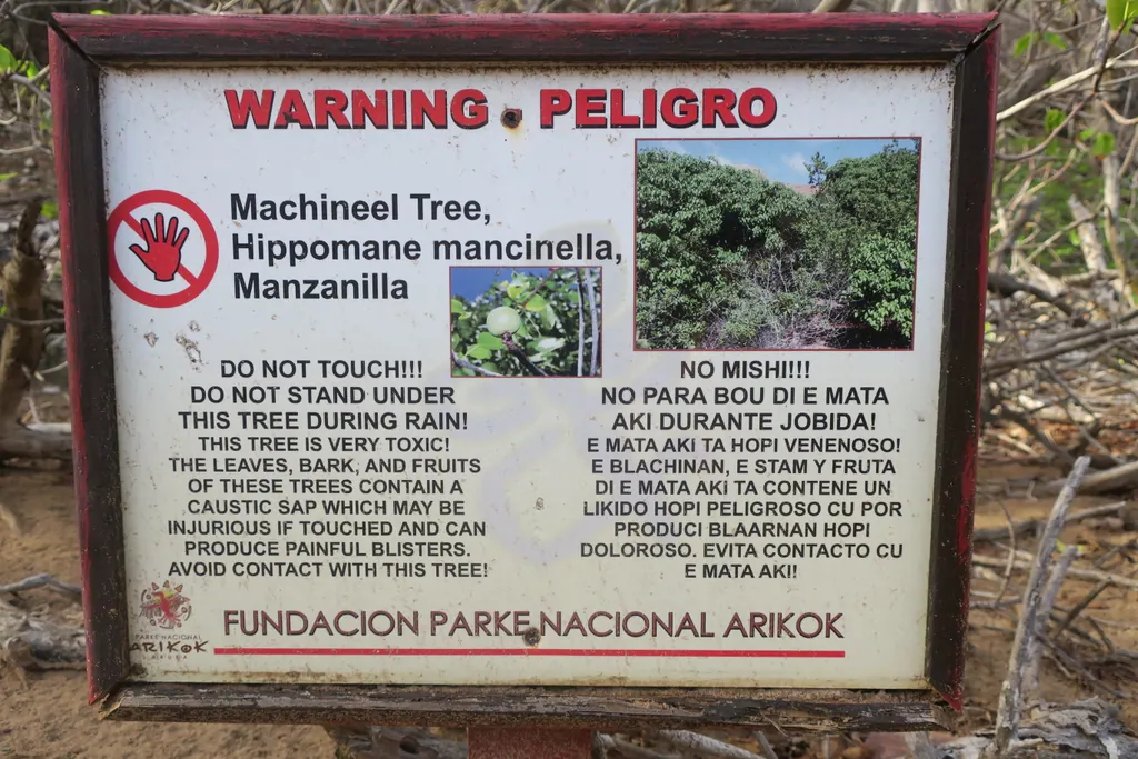 A warning sign for the manchineel tree in Arikok National Park on Aruba