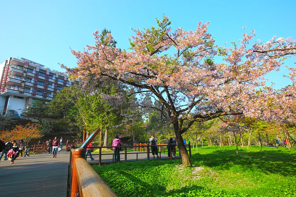 A large cherry tree in pink bloom beside a boardwalk and Alishan House under a clear blue sky