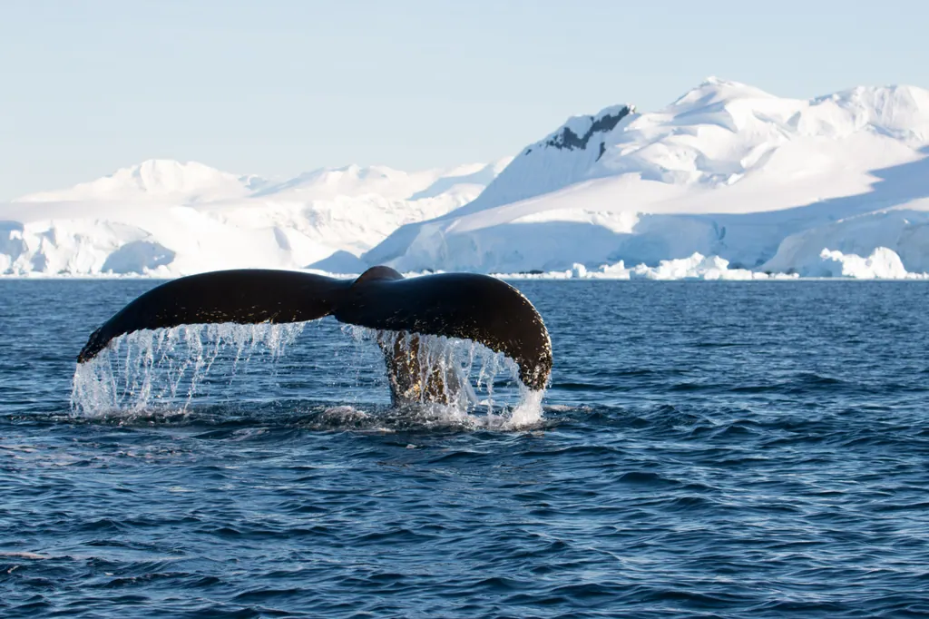 A humpback whale surfacing in the calm water of Wilhelmina Bay with snowy Antarctic mountains behind