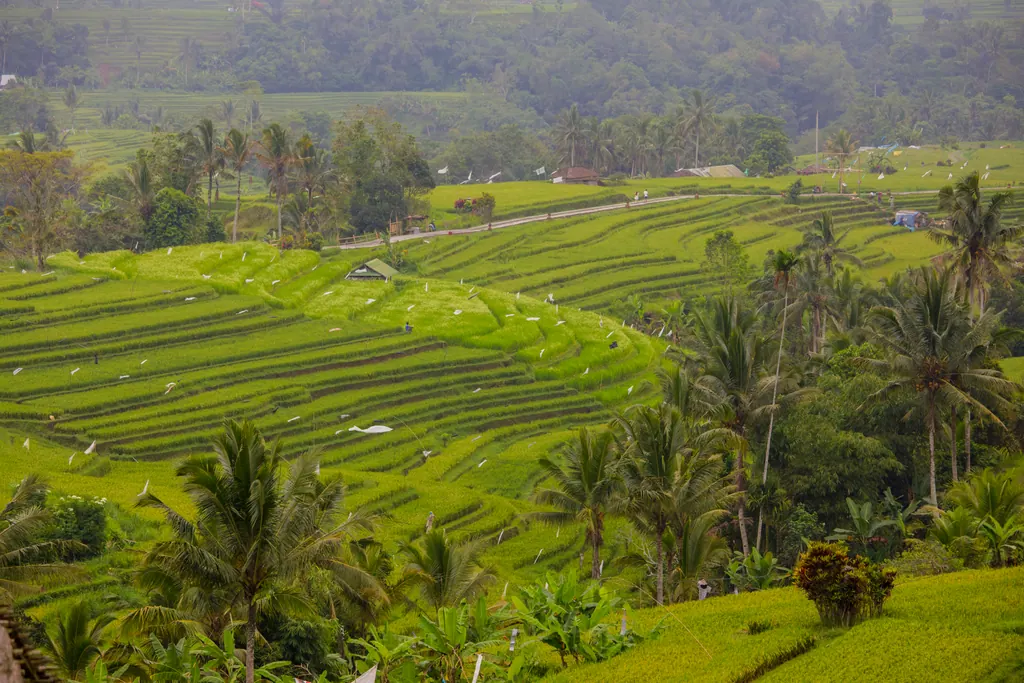 Green stepped rice paddies and coconut palms at the Jatiluwih rice terraces in central Bali