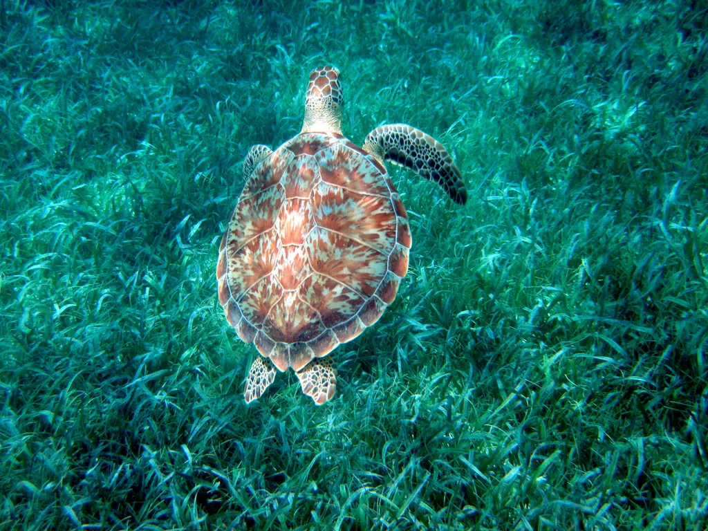 A green sea turtle swimming over seagrass in the Hol Chan Marine Reserve off Ambergris Caye, Belize