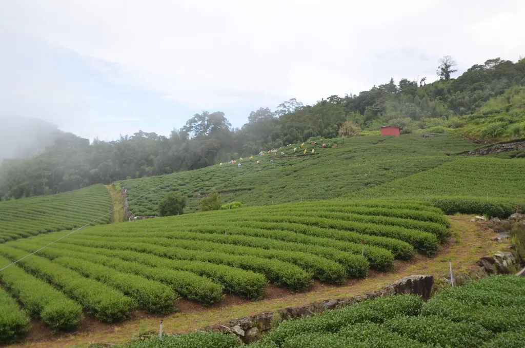 Rows of tea bushes on a green hillside in the Alishan mountains