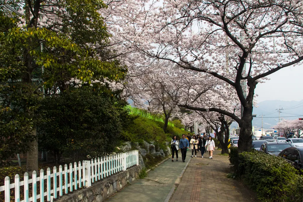 Cherry trees in full bloom arching over a path beside the water in Jinhae