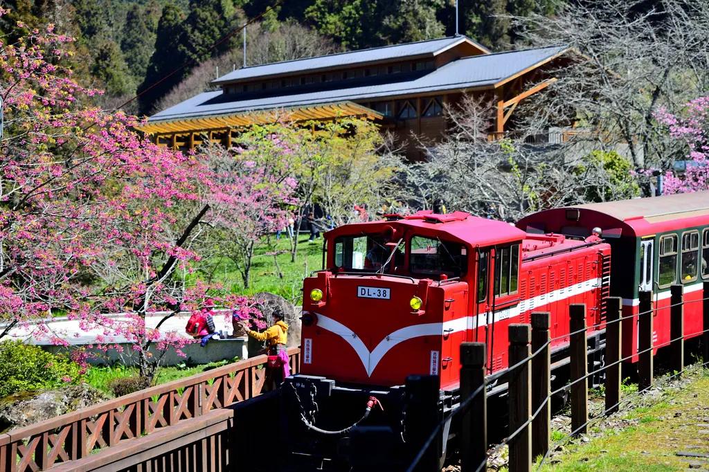 The red Alishan Forest Railway train parked among blooming cherry trees in spring