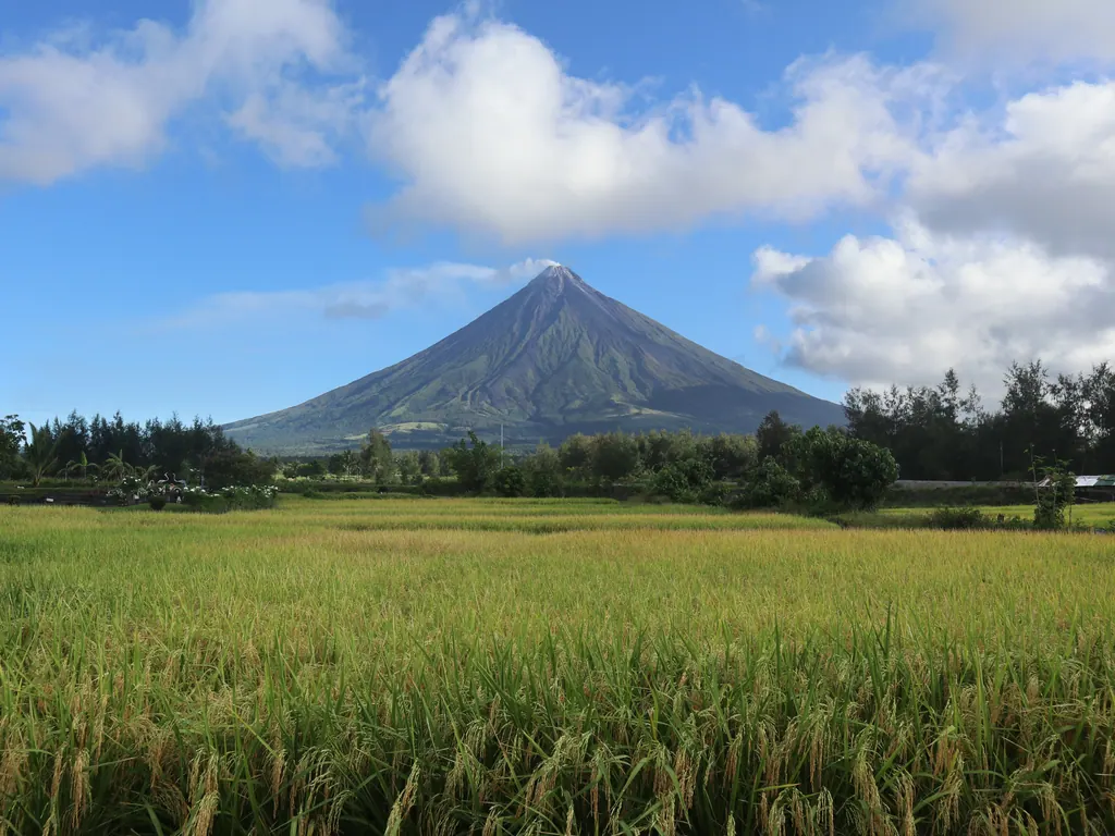 The symmetrical cone of Mayon Volcano rising behind green rice fields near Cagsawa under a blue sky with white clouds