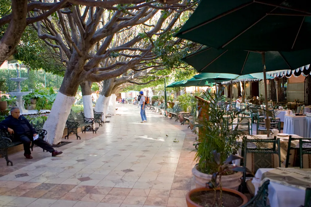 Restaurant terraces under the laurel trees of Jardín de la Unión in Guanajuato, Mexico