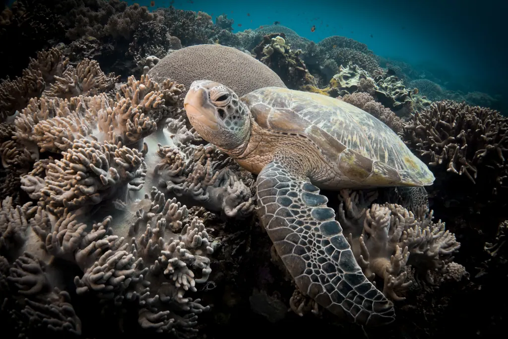 A green sea turtle resting among coral on the reef at Apo Island