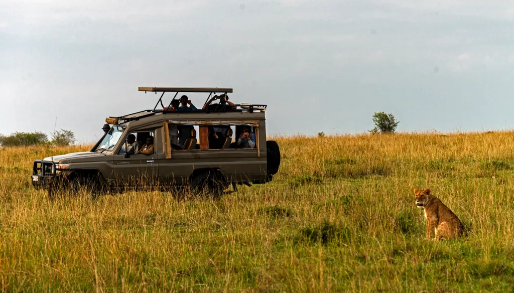 A safari vehicle with a pop-up roof in tall grass next to a resting lioness in the Maasai Mara, Kenya