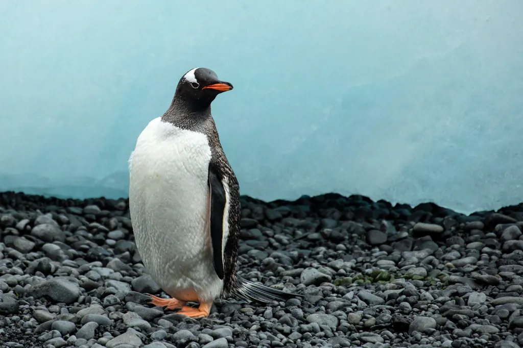 A gentoo penguin standing on a rocky shore at Brown Bluff on the Antarctic Peninsula