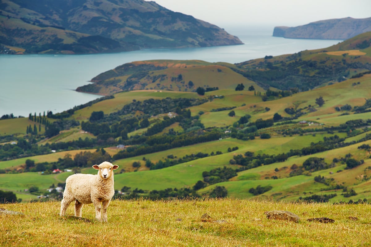 New Zealand Travel Guide