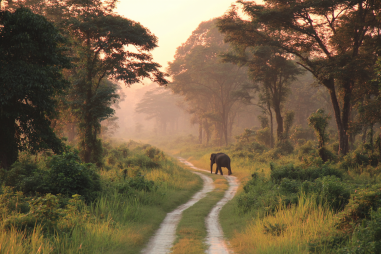Chitwan National Park Travel Guide