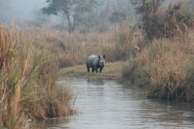 Chitwan National Park Wildlife Species