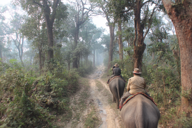 Chitwan National Park Elephant Rides
