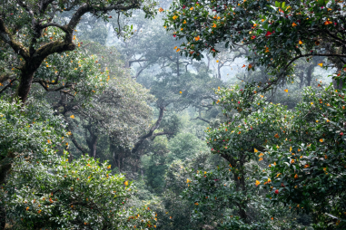 Bandipur Wildlife And Nature