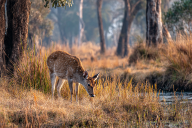 Bardia National Park Best Time To Visit