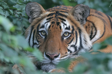 Nepal Wildlife Tourism